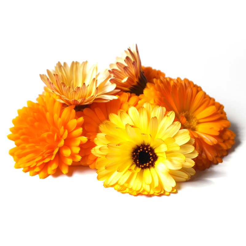 Marigolds.jpg